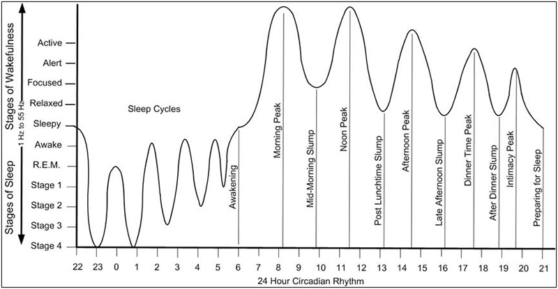 Circadium Rhythm Sleep Stages Grapic